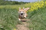 CORGI PEMBROKE 456